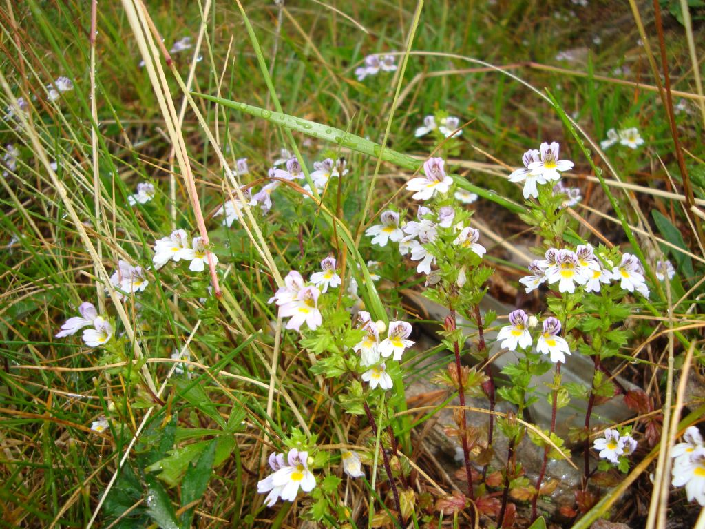 Da determinare - Euphrasia sp.